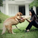 Manfaat Memelihara Anjing Dapat Menghilangkan Stress Pada Manusia