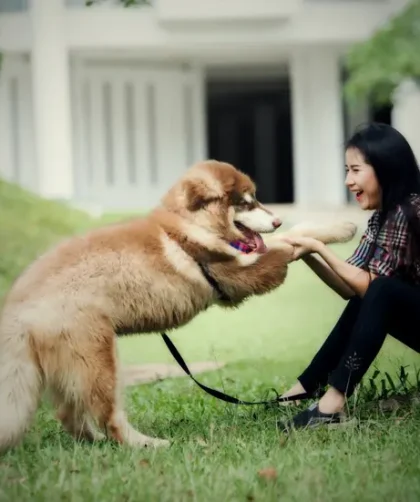 Manfaat Memelihara Anjing Dapat Menghilangkan Stress Pada Manusia