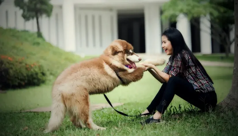 Manfaat Memelihara Anjing Dapat Menghilangkan Stress Pada Manusia